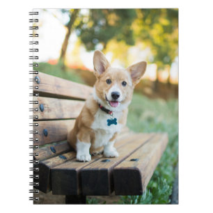 Carnet Animaux de bébés cutest   Corgi Puppy sur un banc 