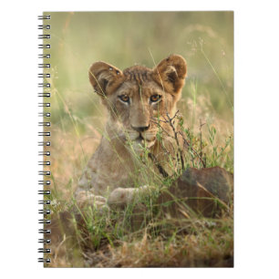 Carnet Animaux de bébés cutest Cute Baby Lion Cub