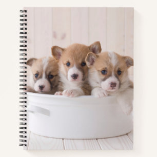 Carnet Animaux de bébés cutest   Cute Corgi Chipies dans 