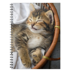 Carnet Animaux de bébés cutest   Cute Tabby Chat Dormir