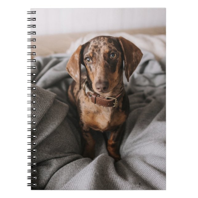 Carnet Animaux de bébés cutest | Dachshund Dachshund Dach (Devant)