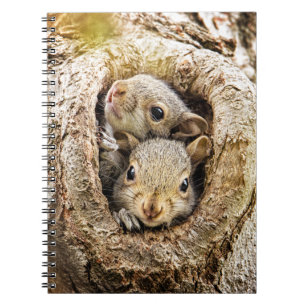 Carnet Animaux de bébés cutest Écureuils curieux