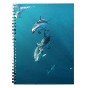 Carnet Animaux de bébés cutest Famille de dauphins