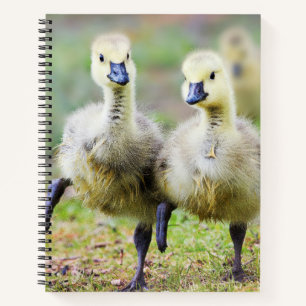 Carnet Animaux de bébés cutest   Goélands d'oies canadien