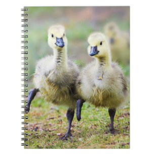 Carnet Animaux de bébés cutest   Goélands d'oies canadien