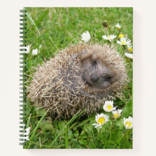 Carnet Animaux de bébés cutest Hérisson espagnol