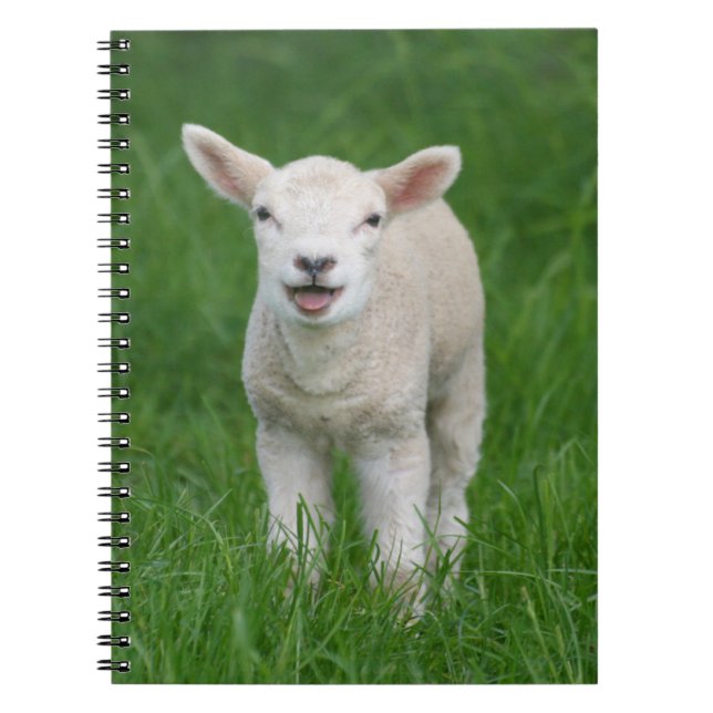 Carnet Animaux de bébés cutest | Lil Lamb (Devant)