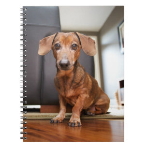 Carnet Animaux de bébés cutest   Mini chiot
