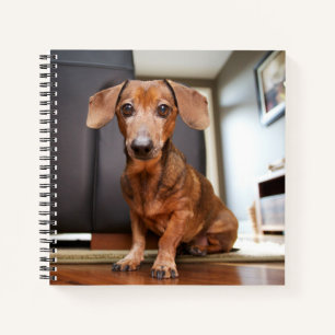 Carnet Animaux de bébés cutest   Mini chiot