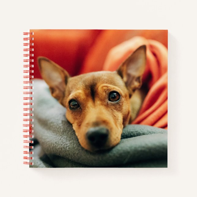 Carnet Animaux de bébés cutest | Miniature Pinscher (Devant)