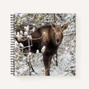Carnet Animaux de bébés cutest Moose Calf