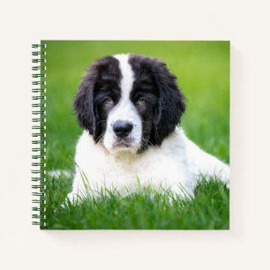 Carnet Animaux de bébés cutest   Newfoundland Puppy