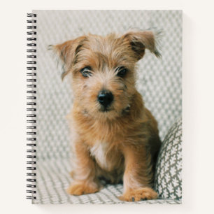 Carnet Animaux de bébés cutest Norfolk Terrier Puppy