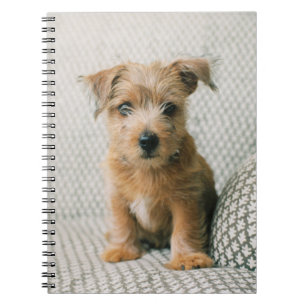 Carnet Animaux de bébés cutest Norfolk Terrier Puppy