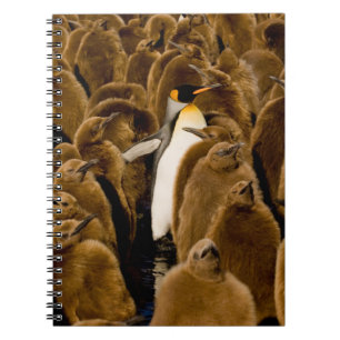 Carnet Animaux de bébés cutest Pingouin parmi les jeune