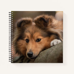 Carnet Animaux de bébés cutest Shetland Sheepdog Puppy