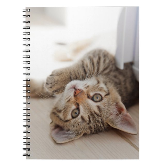 Carnet Animaux de bébés cutest | Shorthair Tabby Kitten (Devant)