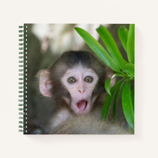 Carnet Animaux de bébés cutest | Singe des neiges surpris (Devant)