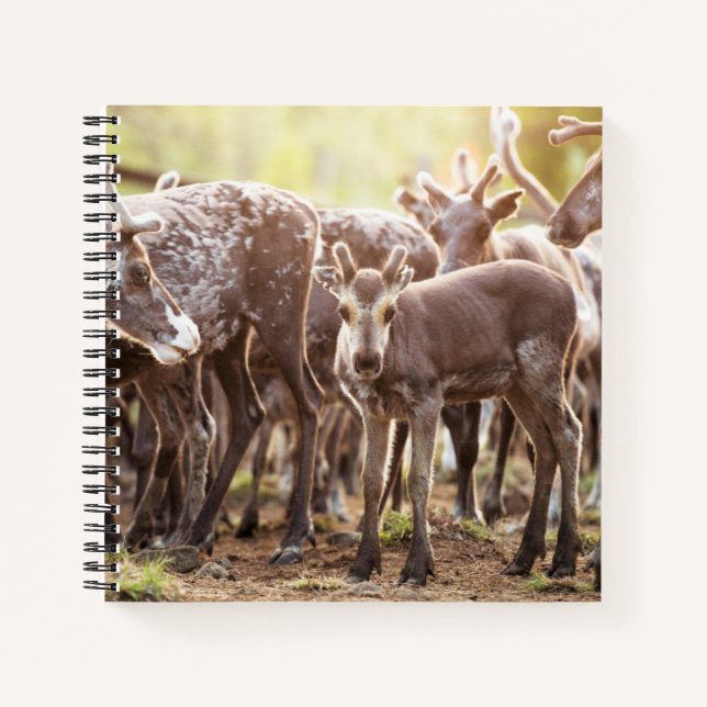 Carnet Animaux de bébés cutest | Svalbard Reindeer (Devant)
