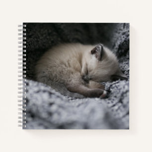 Carnet Animaux de bébés cutest   Tiny Kitten Dormir