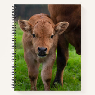 Carnet Animaux de bébés cutest Vache et veau