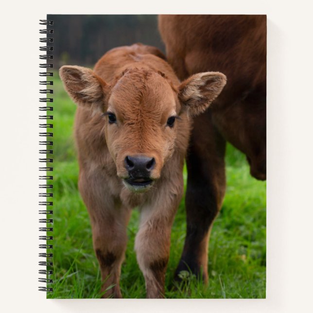 Carnet Animaux de bébés cutest | Vache et veau (Devant)