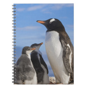 Carnet Antarctique, Anse Neko (Port). Manchot papou 2