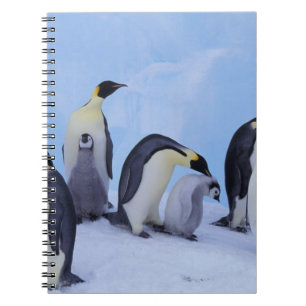 Carnet Antarctique, Manchots empereurs
