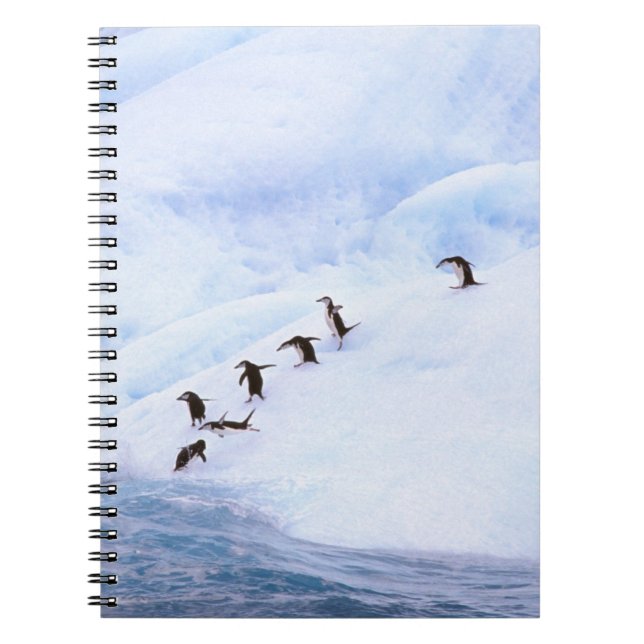 Carnet Antarctique, péninsule Antarctique. Gorfou (Devant)