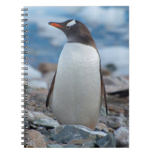 Carnet Antarctique. Port Neko. Manchot papou