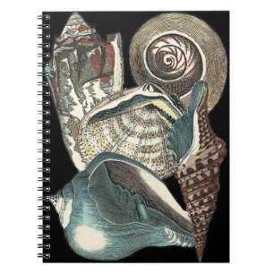 Carnet Anthologie de coquillage