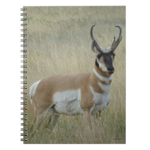 Carnet Antilope d'Amérique mâle grand buck A8