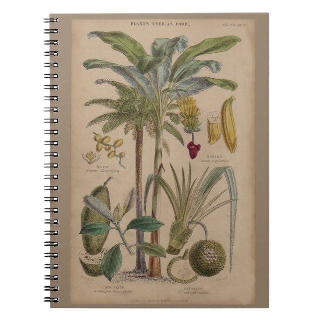 Carnet Antique Tropical Palm Fruit Botanique (Devant)