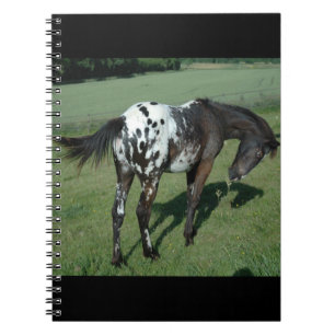 Carnet Appaloosa Horse