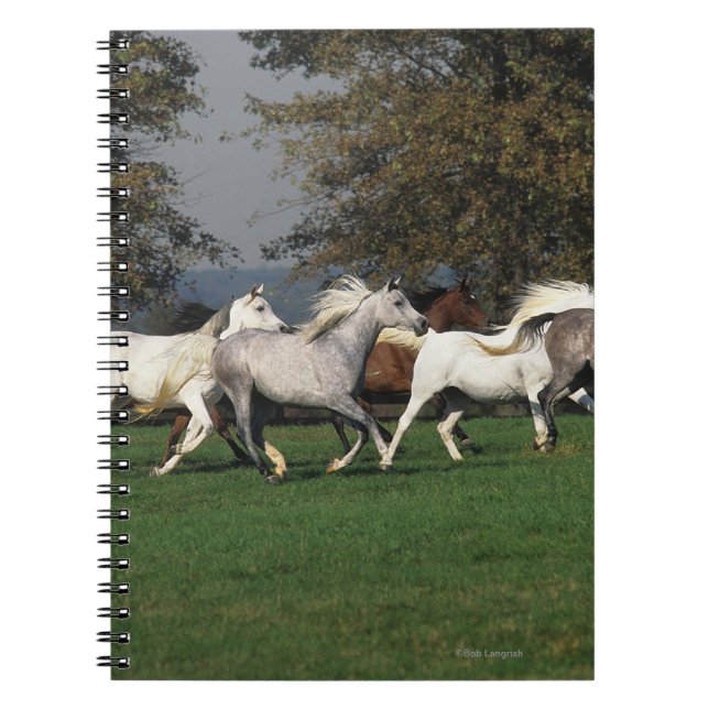 Carnet Arabes courant dans le domaine (Devant)