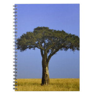 Carnet Arbre d'acacia isolé dans les plaines herbeuses, M