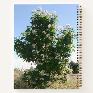 Carnet Arbre de Catalpa en fleurs