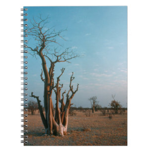 Carnet Arbre Moringo Africain Dans La Plaine, Etosha Nati
