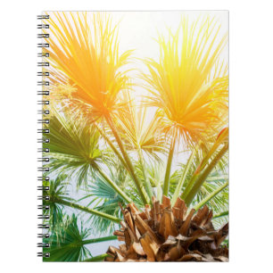 Carnet Arbre palmier soleil brillant arrière - plan d'été