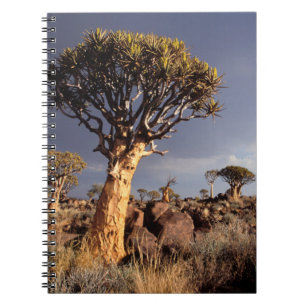 Carnet Arbres à carquois (Aloe Dichotoma)