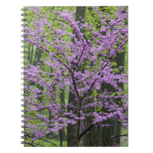 Carnet Arbres Redbud en pleine floraison printanière près