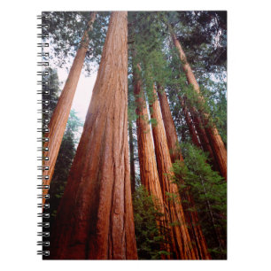 Carnet Arbres séquoias géants à feuilles persistantes