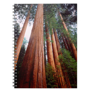 Carnet Arbres séquoias géants à feuilles persistantes
