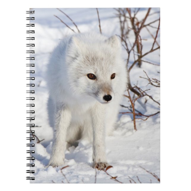 Carnet Arctic Fox, région de gestion de la faune de Churc (Devant)