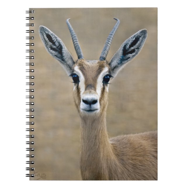 Carnet Ariel (Devant)