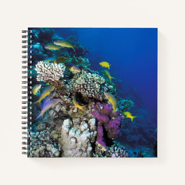 Carnet Around Small Coral (Devant)