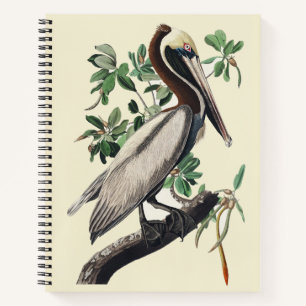Carnet Art Vintage Audubon Pélican Brun Oiseau de Rivage