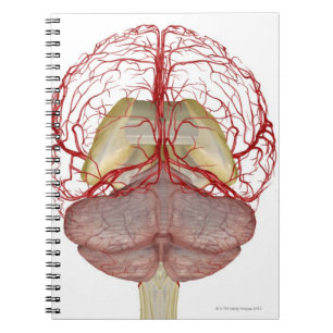 Carnet Artères du cerveau 2