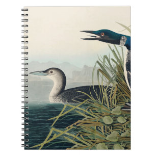 Carnet Audubon Bird Loon Diver Classic