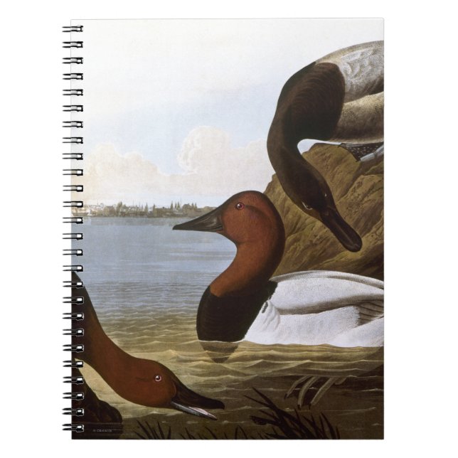 Carnet Audubon : Canvasback (Devant)